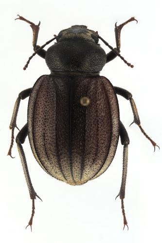 Réf. 216 541 : Pimelia senegalensis